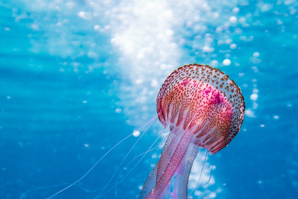 jellyfish Angela Hou