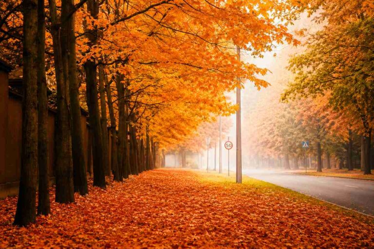 Fall Maple Leaf Angela Hou