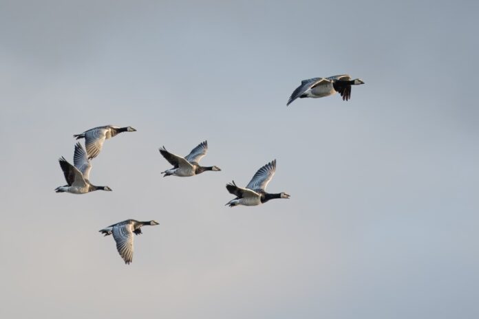 flying_geese_100kb